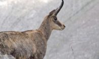 chamois alpes de haute provence