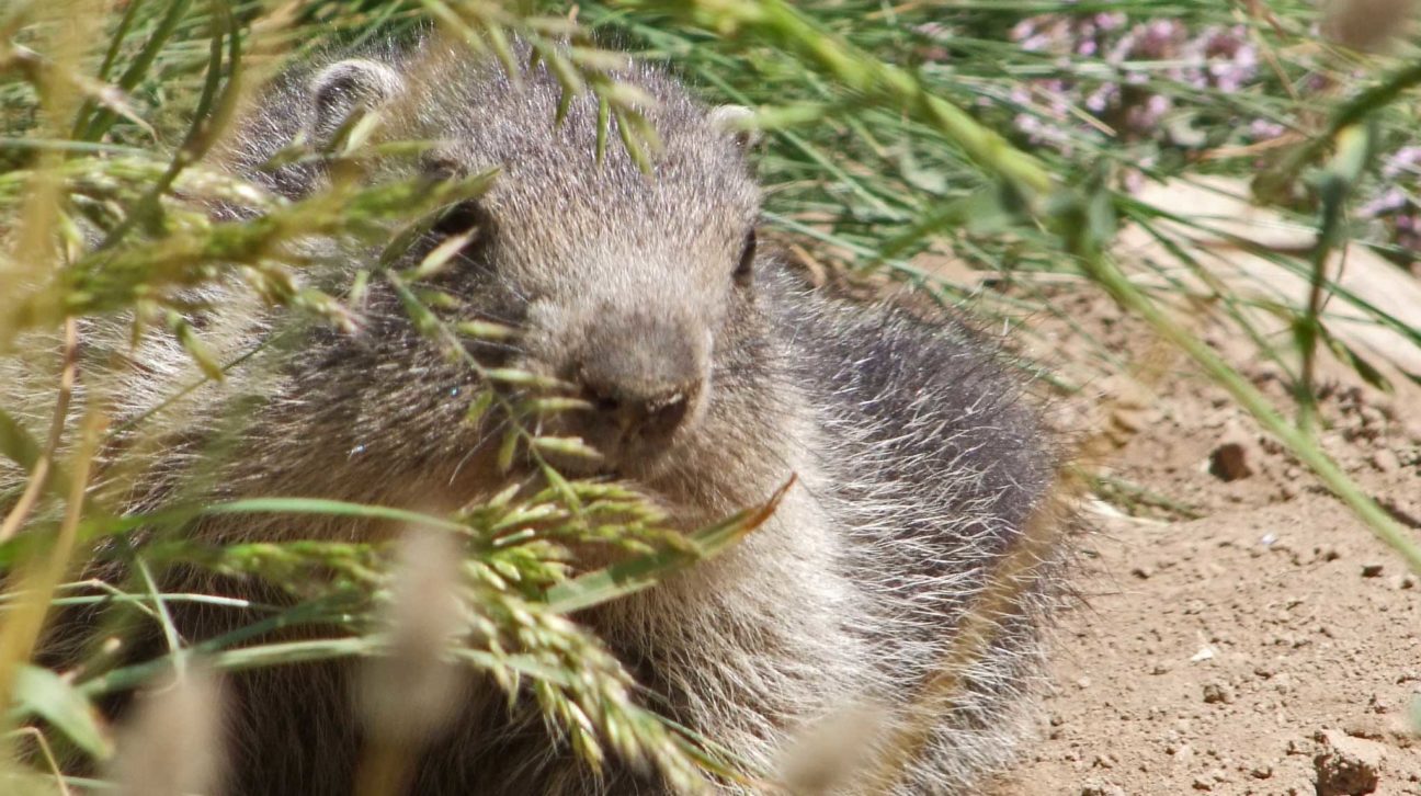 marmote alpes de haute provence