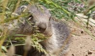 marmote alpes de haute provence