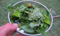 salade-dherbes-feuilles-fleur