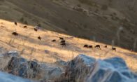 troupeau dans le massif des monges