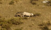 attaque de loup sur brebis, photo Trautmann Thomas