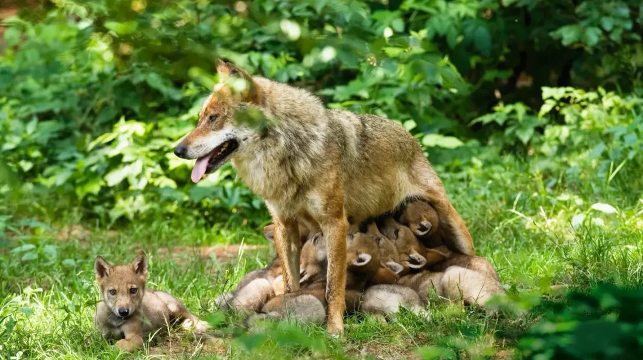 Les-animaux-nous-les-aimons-sauvons-les-Le-loup