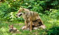 Les-animaux-nous-les-aimons-sauvons-les-Le-loup
