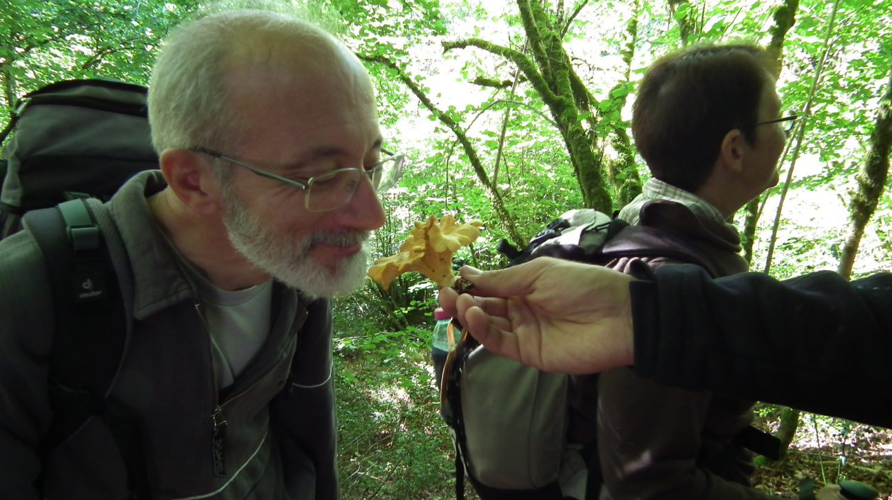 cueillette de girolles