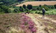 landes-de-bruyères-et-callunes-bandeau-compréssé