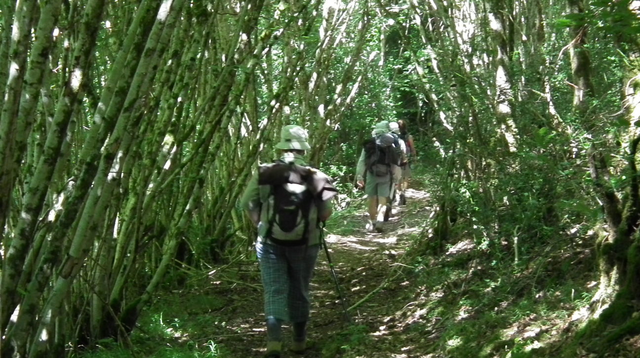 marche en sous bois