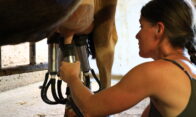 Barbara à la traite ferme de la Jarjatte