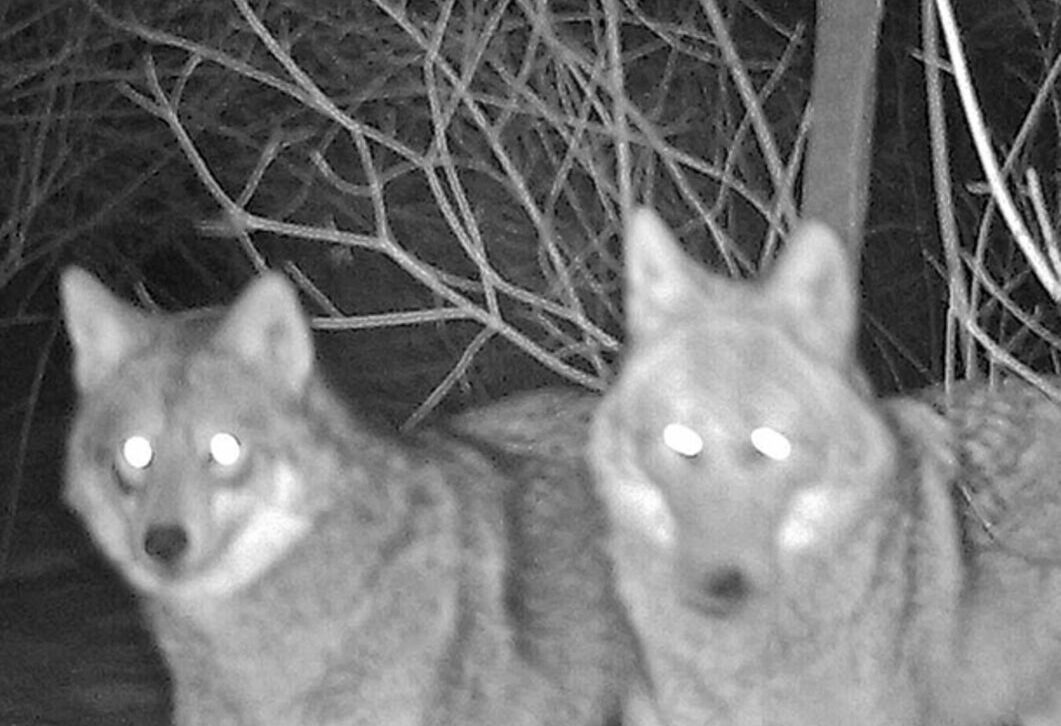 capture photo loups
