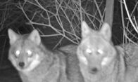 capture photo loups