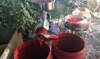 coulis tomates