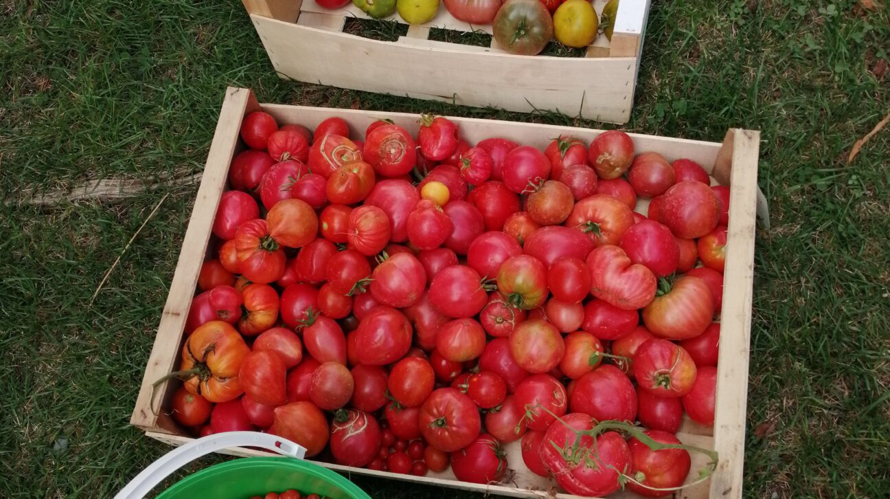 coulis tomates maison