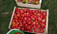 coulis tomates maison